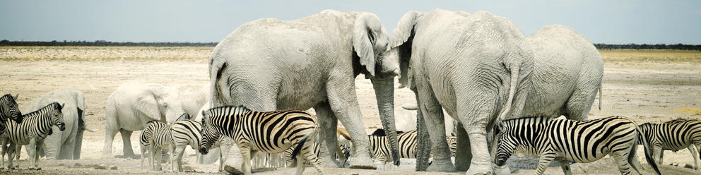Etosha